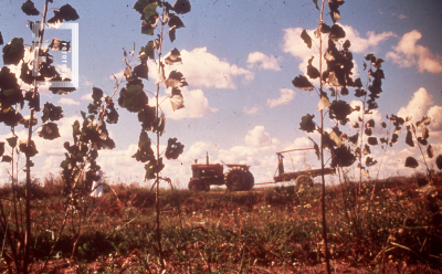 Vista de las plantaciones de álamo