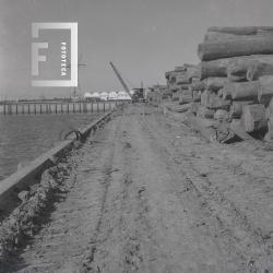 Troncos de la producción forestal
